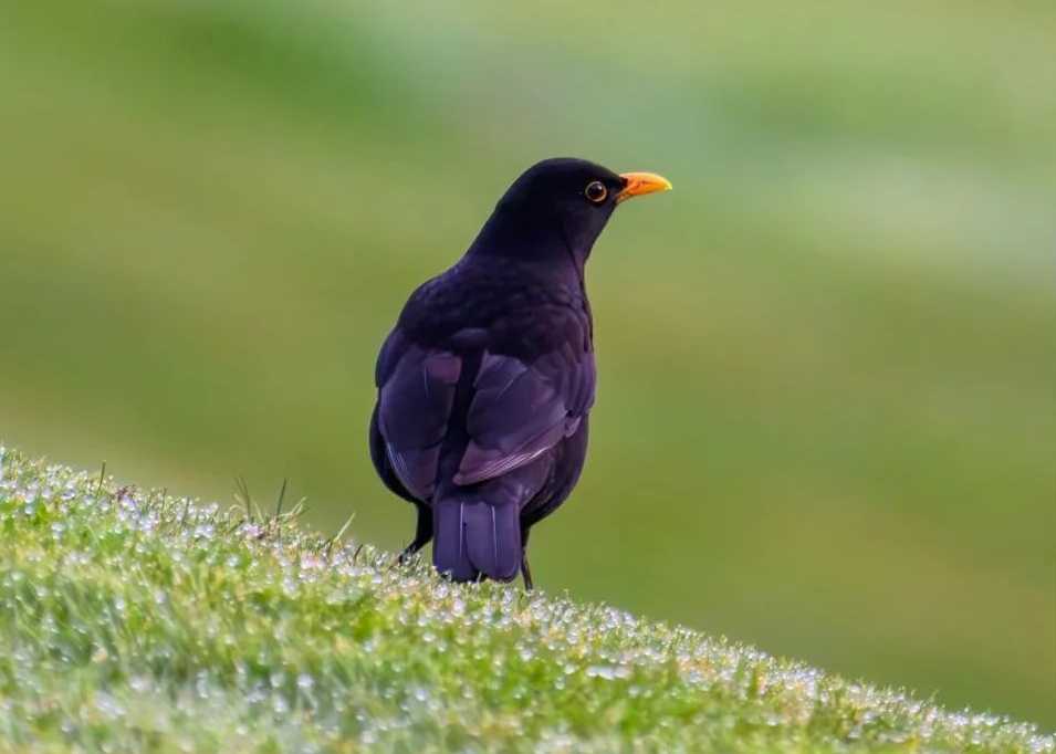 The Eurasian Blackbird: A Melodious Icon of European Landscapes
