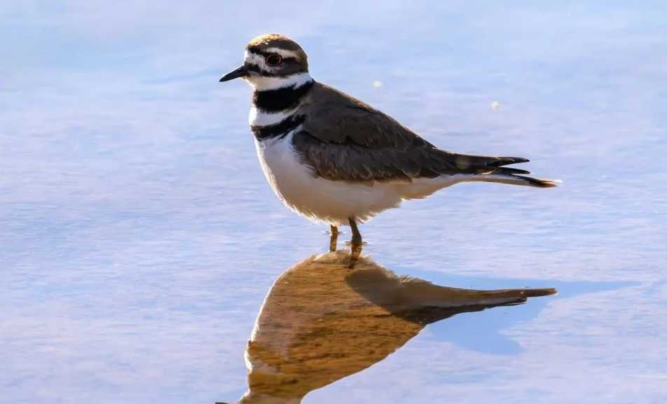 Double - Banded Plover: A Delicate Gem of the Shorelines
