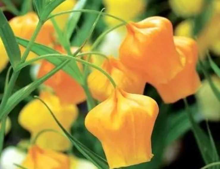 The Enchanting Chinese Lantern Lily: A Botanical Gem Illuminating Gardens