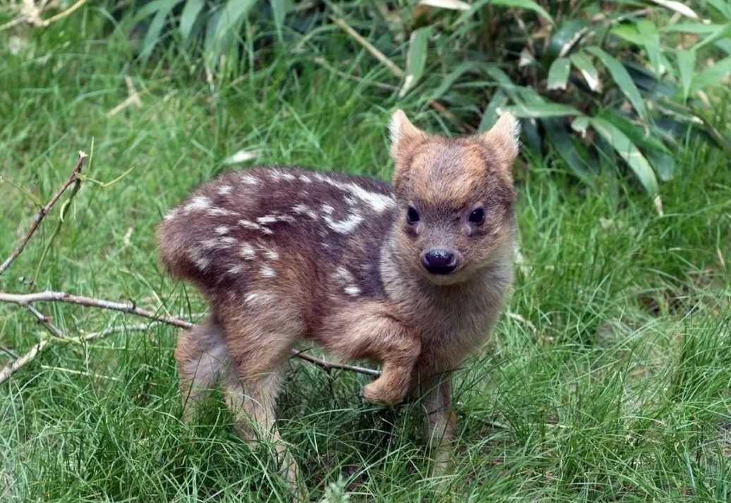 The World’s Tiniest Deer: Pudu, a Pocket-Sized Marvel of the Andes