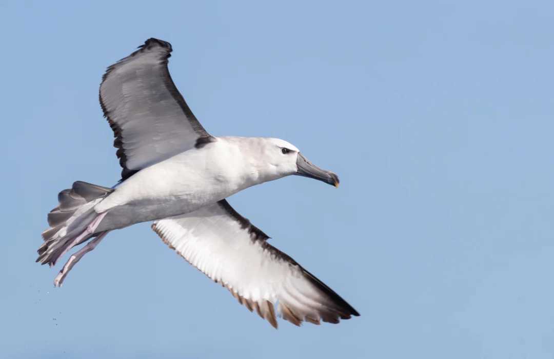 The Albatross: The Southern Ocean’s Soaring Sleep Expert