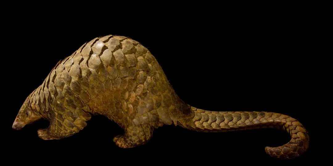 Critically Endangered: The Urgent Crisis Facing the Sunda Pangolin